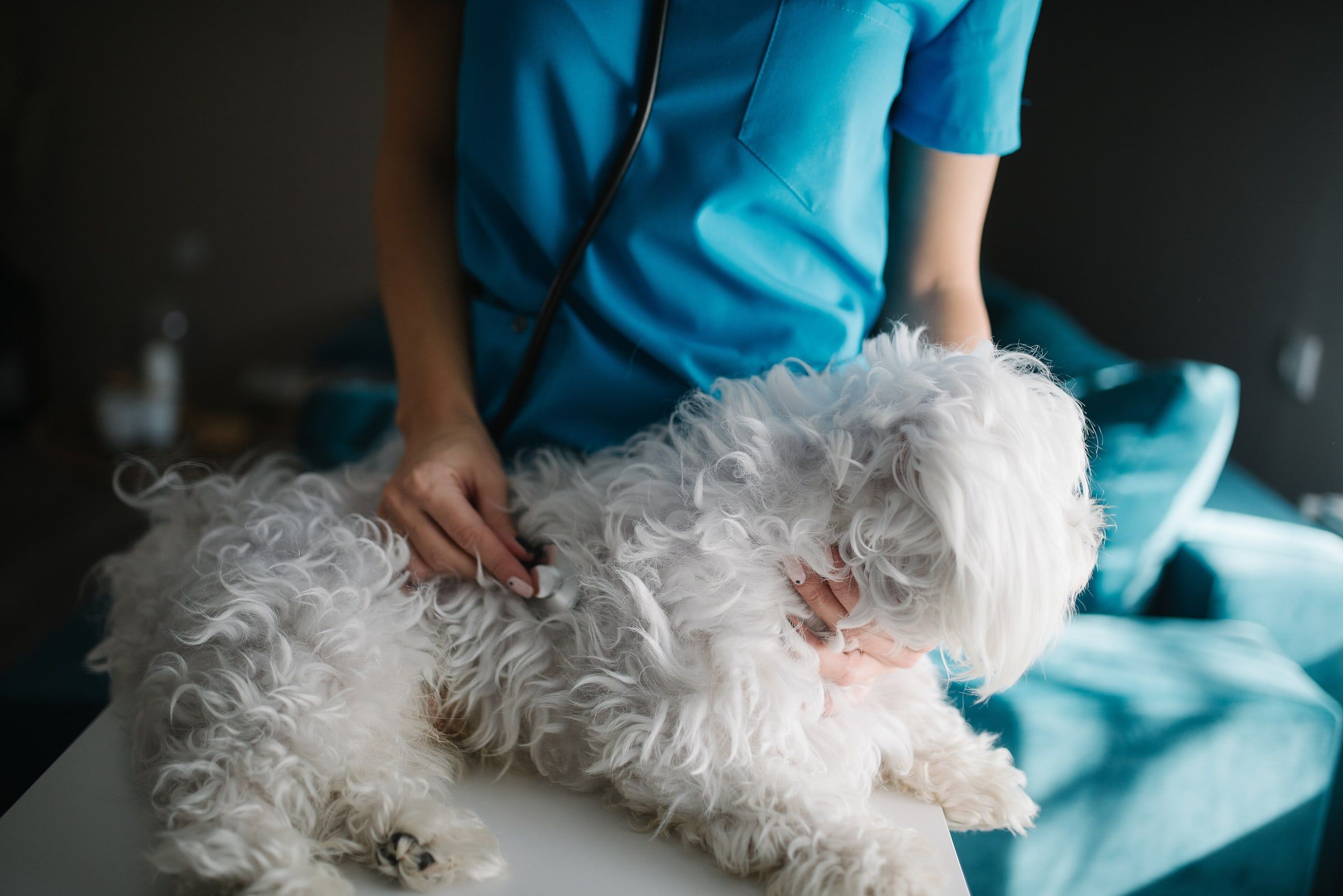 Manos de un veterinario auscultando con el fonendoscopio a un perro maltés blanco tumbado en la mesa de la consulta